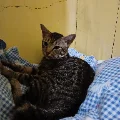alecia